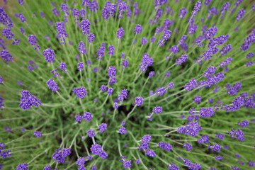 ラベンダーの花上から見て