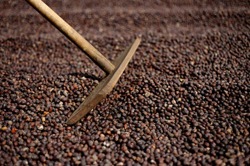 Drying Coffee in The Sun Process, Coffee Beans, Traditional Coffee Plantation, Coffee Cherries, Coffee Beans, Coffee Fruit