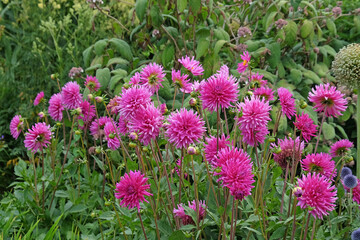 Dahlia 'Purple Gem' in flower.