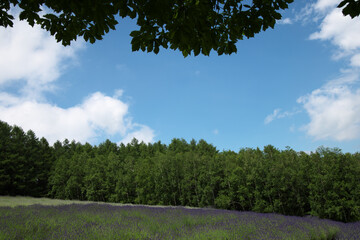 空と森とラベンダー畑北海道