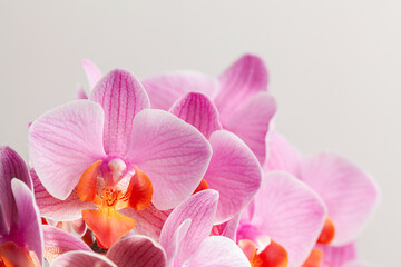 Beautiful purple Phalaenopsis orchid flowers, on white background.