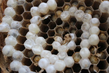 벌집, 말벌집, 벌, 꿀벌, 벌통, 애벌레 beehive, wasp, bee, bee, hive, larva