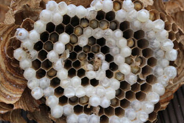 벌집, 말벌집, 벌, 꿀벌, 벌통, 애벌레 beehive, wasp, bee, bee, hive, larva