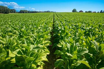 Fototapeta na wymiar close up on Tobacco plants