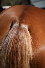 Closeup of tail and rump of sorrel coloured horse 