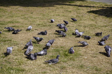 City doves or City pigeons sunbathing (Columba livia f. domestica). Location: Brunswick, Germany.