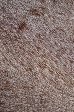 Closeup view of roan pattern horse hair