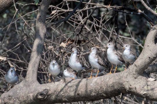 A flock of terek sandpipers (Xenus cinereus) seen in the wetlands near Airoli in New Bombay in Maharashtra, India