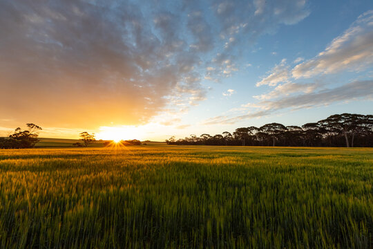 landscape of setting sun over farming land with green cereal crop