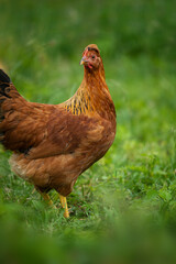 Hen in summer nature background