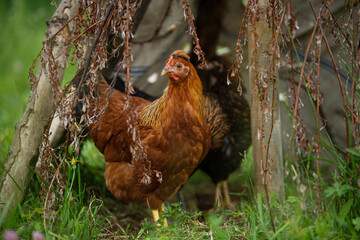 Hen in summer nature background