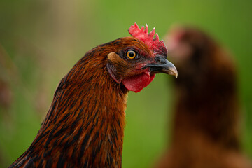 Hen in summer nature background