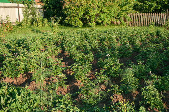 Potato Fields. They Grow In The Ground. Collective Farm Farming, Agriculture. Agricultural Land. Potato.
