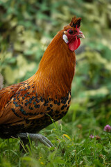 Appenzell pointed hood cock in nature background