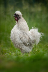 Silkie chock in a meadow