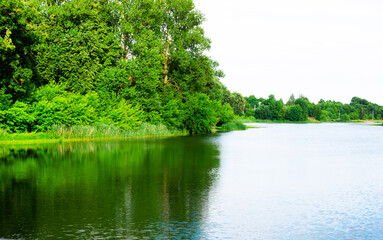 Large beautiful trees on the very edge of the river bank and its mirror reflection in the water. A strip of trees and shrubs on the far bank in the background. Beautiful landscape