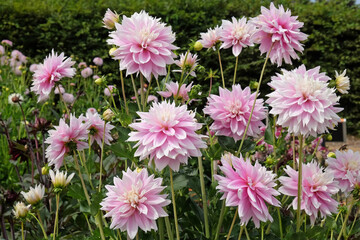 Obraz premium Decorative Dahlia 'Evanah' in flower.