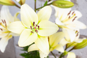 Beautiful white lily on a summer day. Beauty garden lily with white petals close up garden photo. Floral wallpaper with lilies on a green background. Defocus