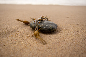 Stein mit Alge am Strand