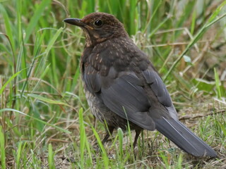 blackbird (turdus merula) in summer 