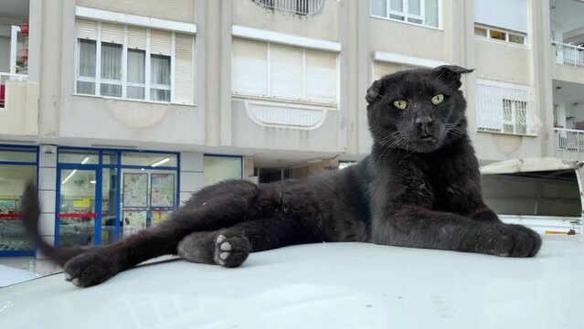 Black alley cat lying on car roof in street. Stray cats in Turkey. Summer day, white house on background