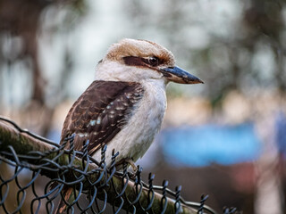 Kookaburra On Fence