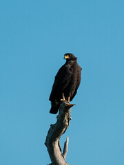 Hawk perched on a tree with blue sky behinf