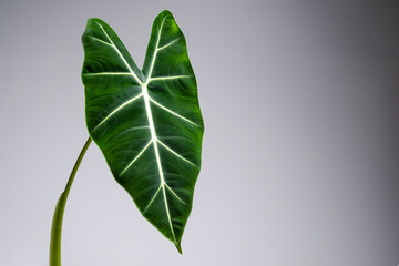 Alocasia Micholitziana leaf close up with isolated grey background