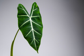 Obraz premium Alocasia Micholitziana leaf close up with isolated grey background