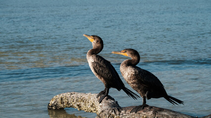 Double crested cormorant