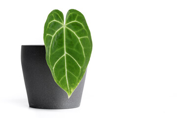 Anthurium Magnifecium plant in grey ceramic pot with isolated white background.