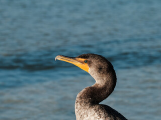 Double crested cormorant