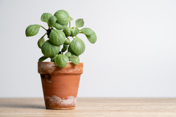 Euphorbia monadenium ritchiei plant in terracotta pot with isolated white background