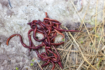Breeding red worms Dendrobena. Fertile soil. Natural soil improvement. Fishing worms.