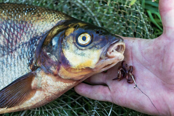 Big fresh bream. Freshly caught river fish. Large tasty fish close-up. Fishing for spinning and feeder. Sports fishing.