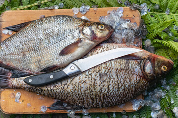 Big fresh bream. Freshly caught river fish. A man cleans the fish from scales. Fishing for spinning and feeder. Preparing fish for cooking.