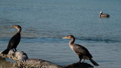 double crested cormoran at Rio Lagartos reserve, Yucatan