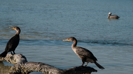 double crested cormoran at Rio Lagartos reserve, Yucatan