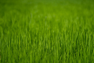 Paddy field close up with blur background