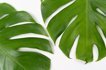 Fototapeta na wymiar Monstera Borsigiana leaf close up with isolated white background. Two Monstera Borsigiana leaf