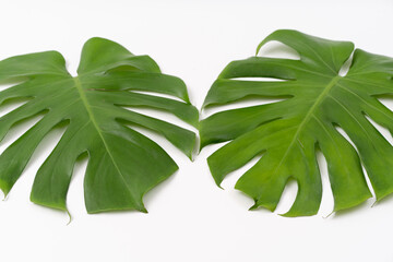 Fototapeta na wymiar Monstera Borsigiana leaf close up with isolated white background. Two Monstera Borsigiana leaf
