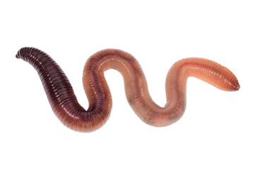Squirming animal earthworm isolated on a white background - obrazy, fototapety, plakaty