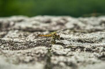 とんぼ　Dragon Fly