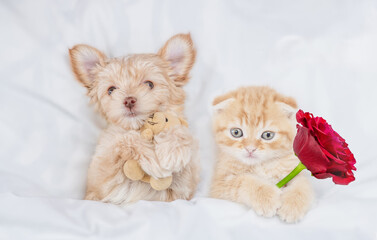 Fototapeta na wymiar Cute Goldust Yorkshire terrier puppy and young kitten lying with red rose under white warm blanket on a bed at home. Top down view