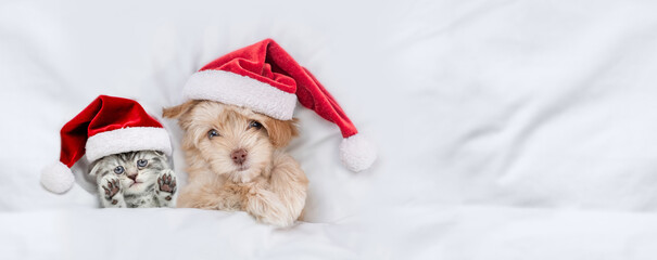 Cute kitten and Goldust Yorkshire terrier puppy wearing santa hats lying together under a white blanket on a bed at home. Top down view. Empty space for text