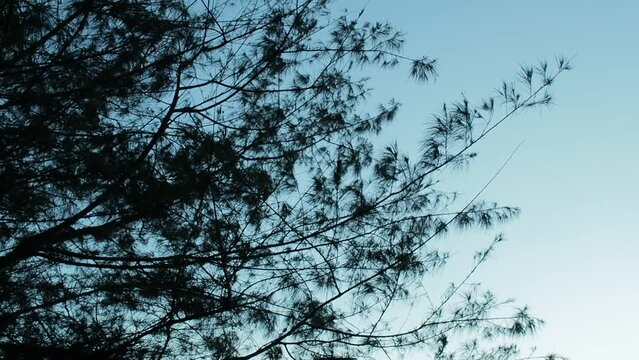 trees in the sky