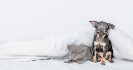 Toy terrier puppy and baby kitten under white blanket on a bed at home. Empty space for text