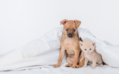 Cute Toy terrier puppy and baby kitten under white blanket on a bed at home. Empty space for text