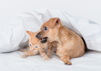 Playful Toy terrier puppy gnaws kittens ear under warm white blanket on the bed at home