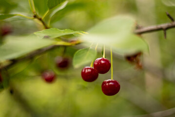 Cherry on a tree close-up